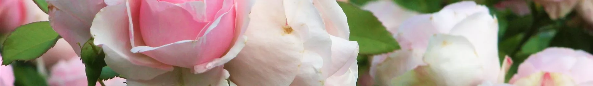 frz. Delbard-Rosen - Rosengut Langerwisch