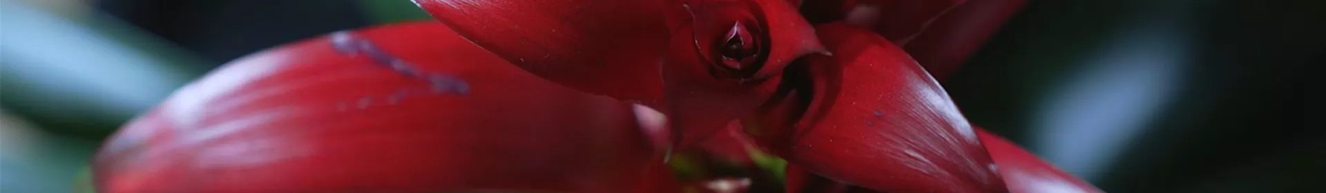 Bromelie (rot) - Umtopfen - Rosengut Langerwisch