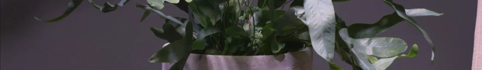 Blaufarn - Umtopfen - Rosengut Langerwisch