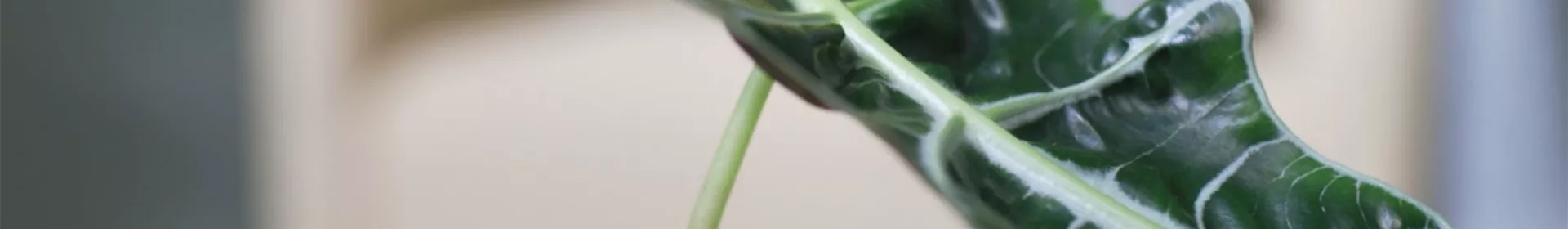 Pfeilblatt- Umtopfen - Rosengut Langerwisch