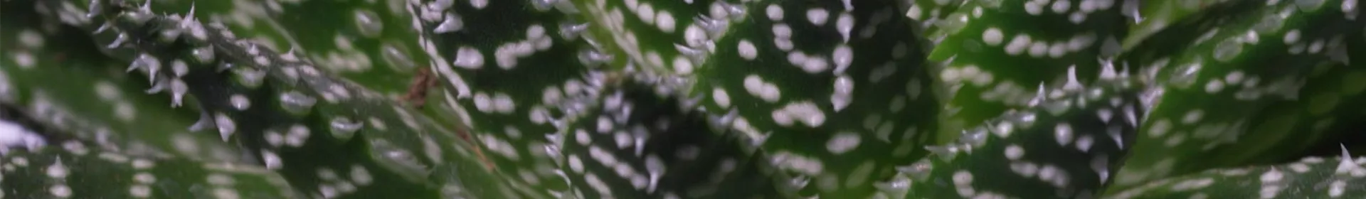 Haworthia - Umtopfen - Rosengut Langerwisch