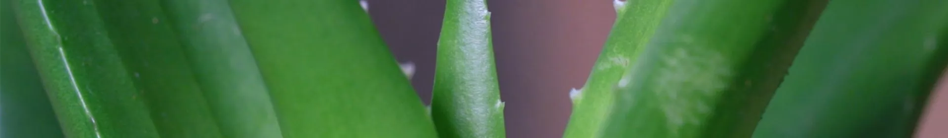 Aloe Vera (klein) - Umtopfen - Rosengut Langerwisch