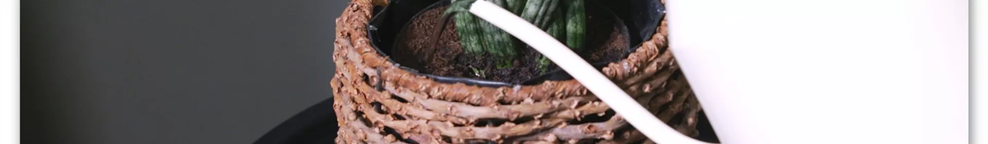 Bogenhanf "Spaghetti" geflochten - Umtopfen - Rosengut Langerwisch