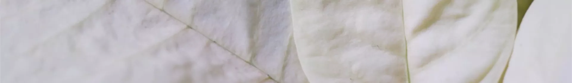 Weihnachtsstern (gelb) - Umtopfen - Rosengut Langerwisch