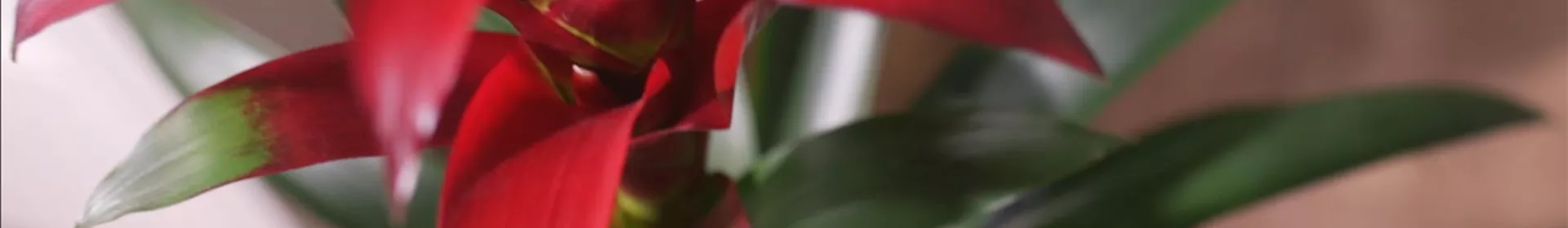 Zimmerpflanzenportrait - Bromelie - Rosengut Langerwisch