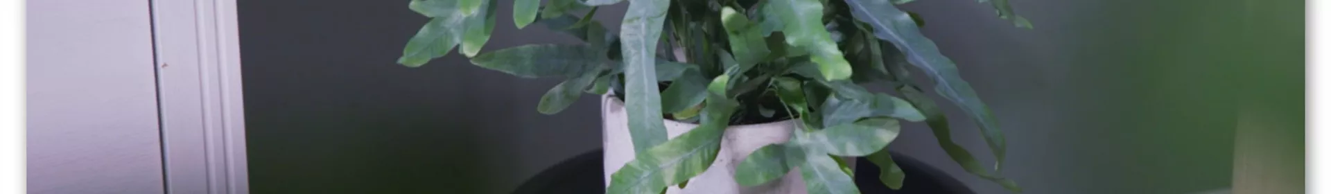 Zimmerpflanzenportrait - Blaufarn - Rosengut Langerwisch