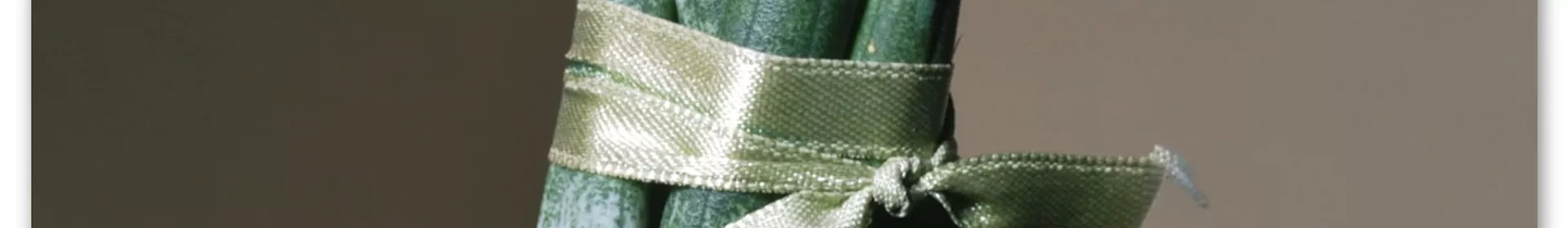 Zimmerpflanzenportrait - Bogenhanf "Spaghetti" - Rosengut Langerwisch