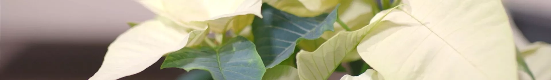 Zimmerpflanzenportrait - Weihnachtsstern (gelb) - Rosengut Langerwisch