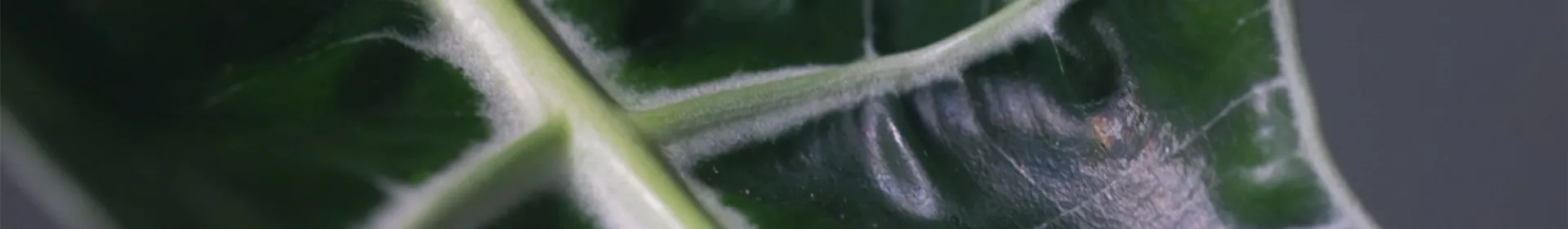 Zimmerpflanzenportrait - Pfeilblatt - Rosengut Langerwisch