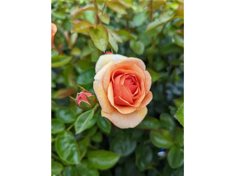 Rosa 'Circle of Life®'