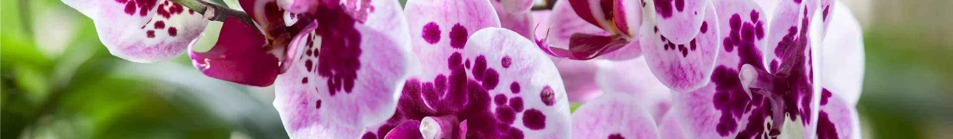 Die Orchideen-Klassiker - Rosengut Langerwisch Die Orchideen-Klassiker - Rosengut Langerwisch