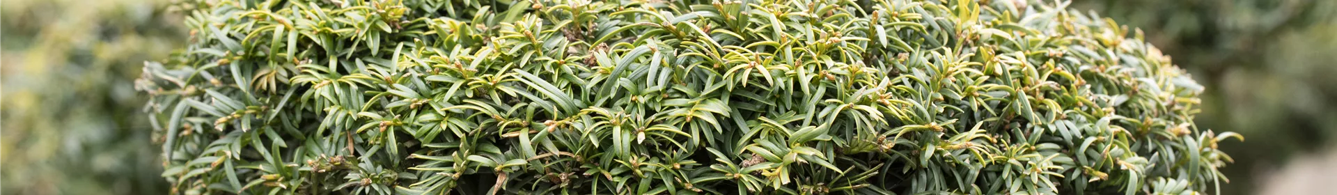 Koniferen schmücken das ganze Jahr - Rosengut Langerwisch
