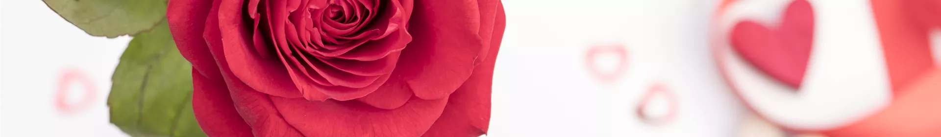 Der Valentinstag und seine Geschichte - Rosengut Langerwisch