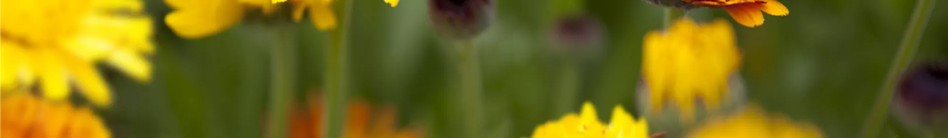 Gartenzauber im Zaubergarten. Etwas Magie gefällig? - Rosengut Langerwisch Gartenzauber im Zaubergarten. Etwas Magie gefällig? - Rosengut Langerwisch