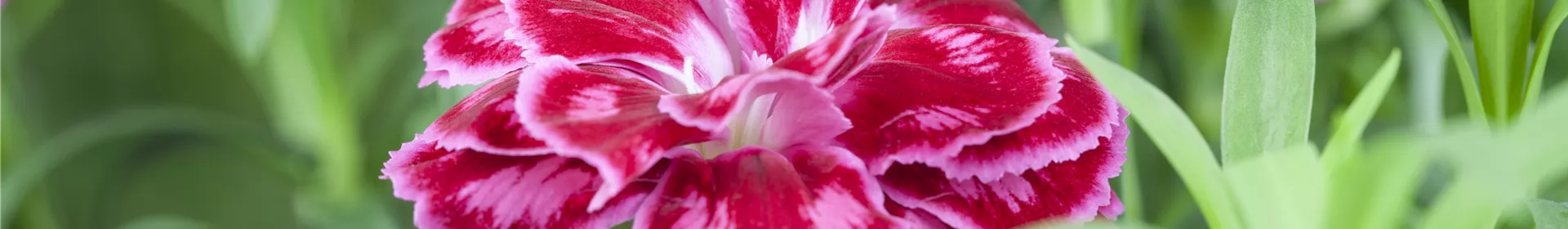 Die Auswahl von Trauerblumen und Grabbepflanzung - Rosengut Langerwisch