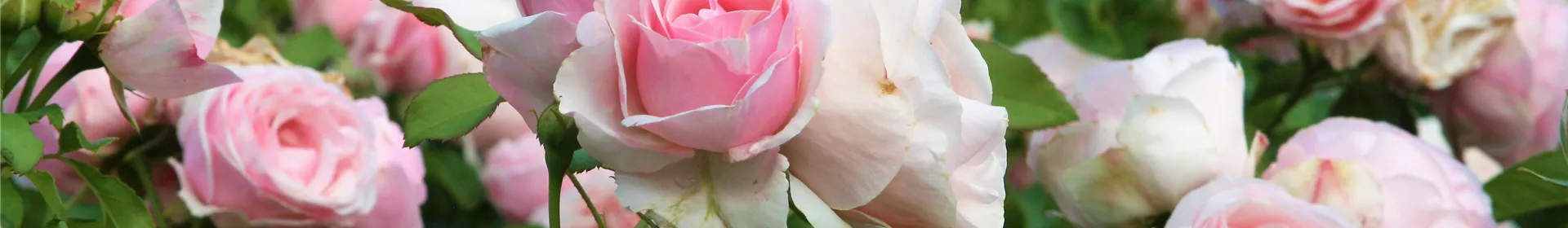 Nacht der Rosen - Rosengut Langerwisch