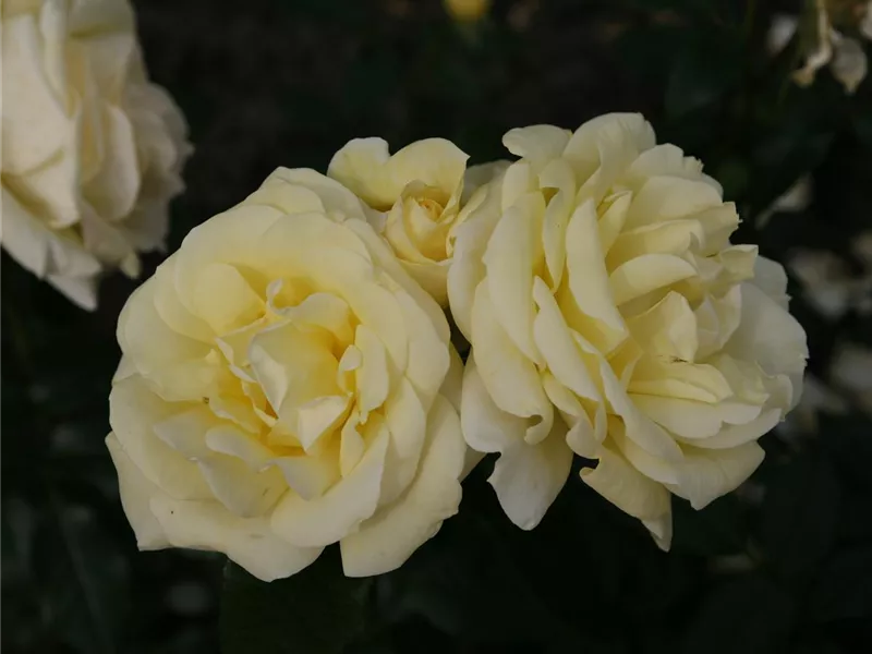 Rosa 'Limona '
