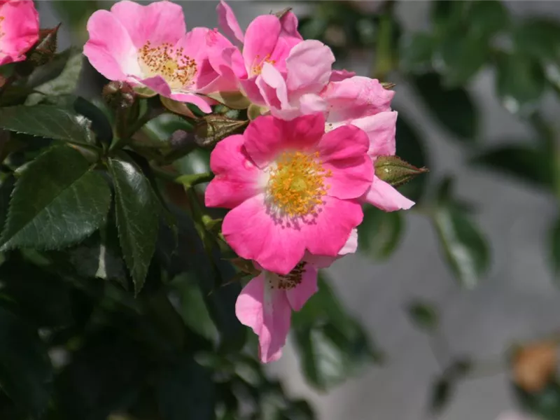 Rosa 'American Pillar®'